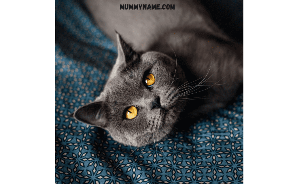 Badass Gray Cat Names