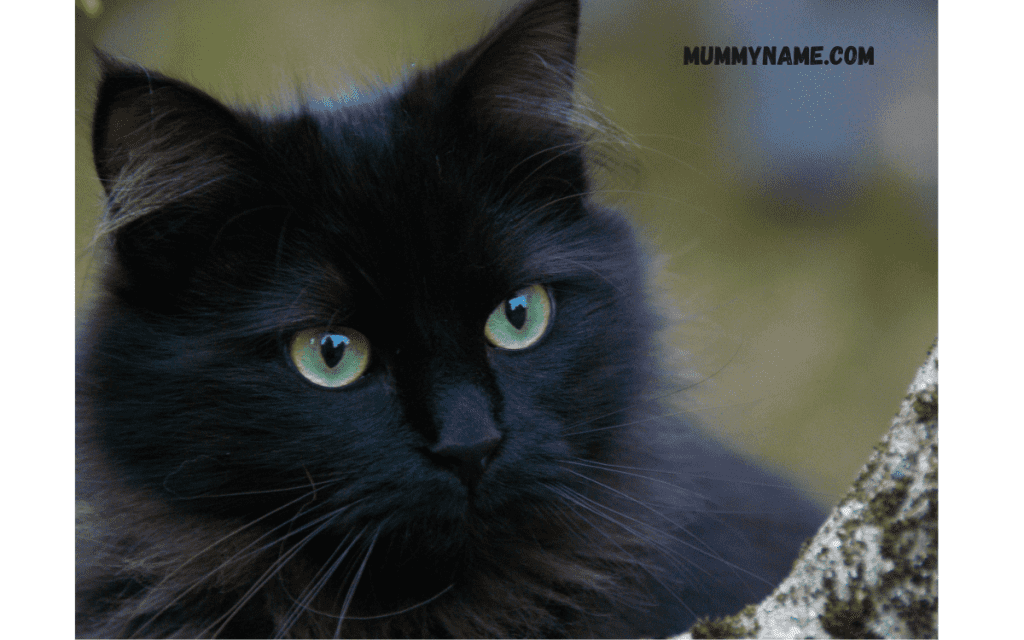 Best Black Cat Names