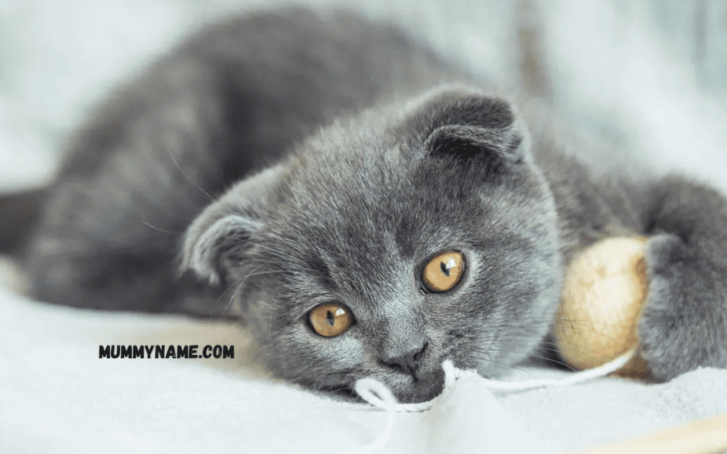 160+ Best Gray Cat Name Ideas For Your Silvery Feline Friend - Mummy Name