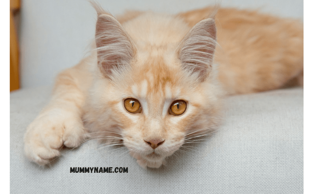 Best Male Cat Names