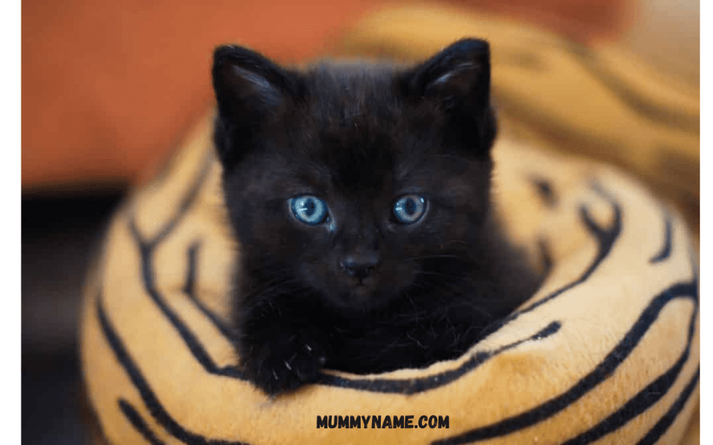 Black Cute Cat Names