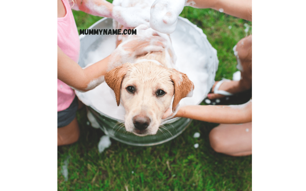 Classic Female Dog Names