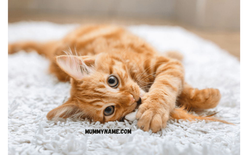 Classic Orange Cat Names