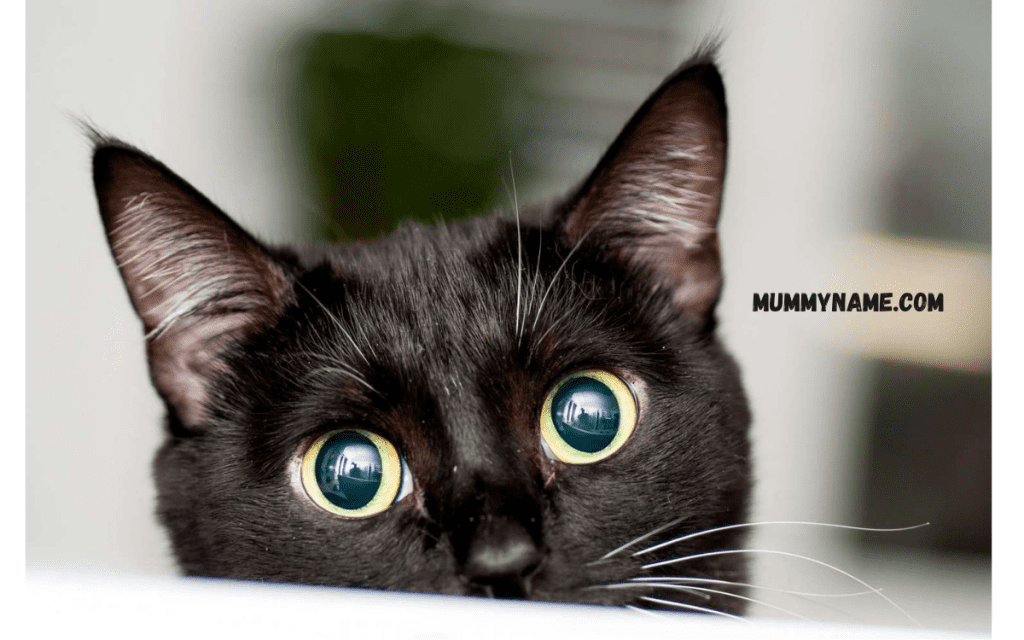 Color Inspired Names for Black Cats