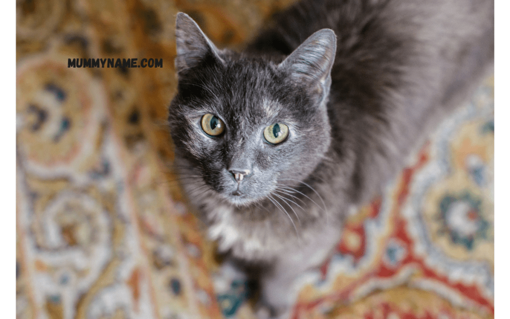 Female Gray Cat Names