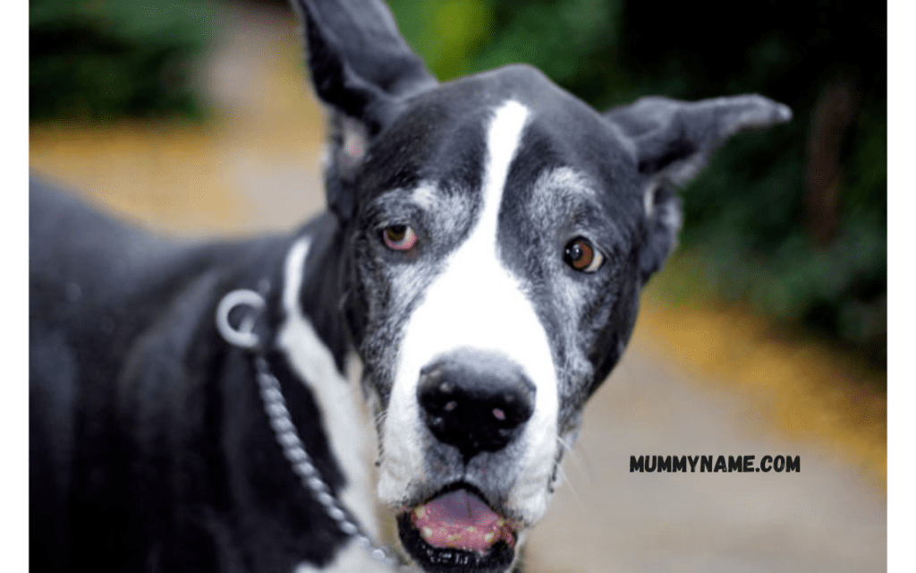 Funny Black Dog Names