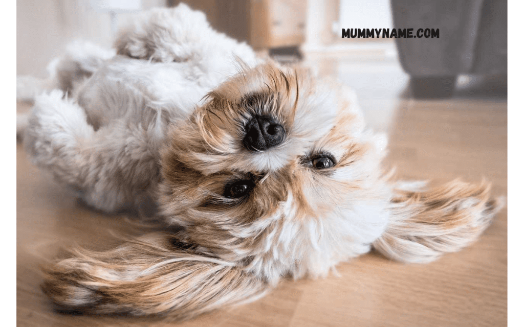 Funny Female Dog Names