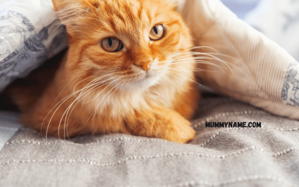 300+ Best Orange Cat Names Picks For Your Ginger Kitty - Mummy Name