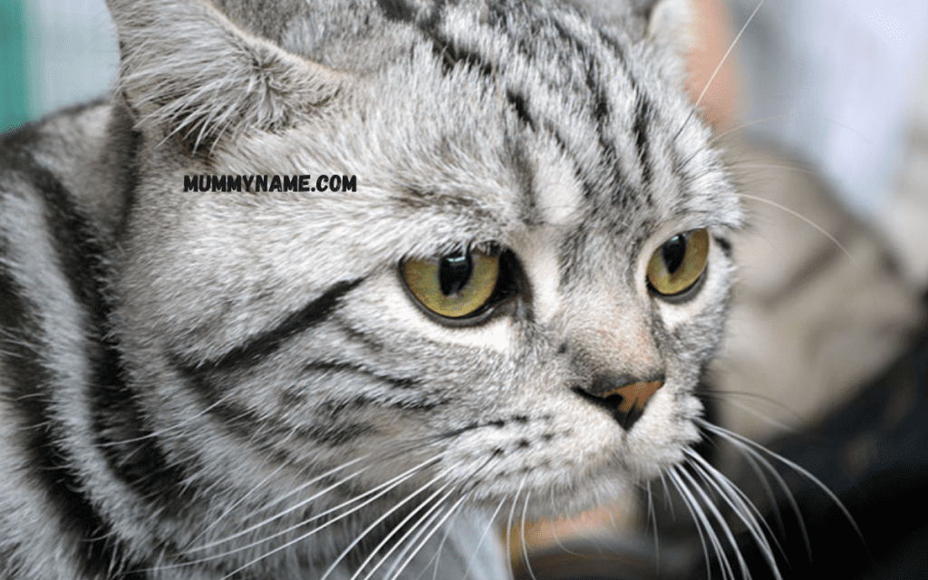 Gray Tabby Cat Names