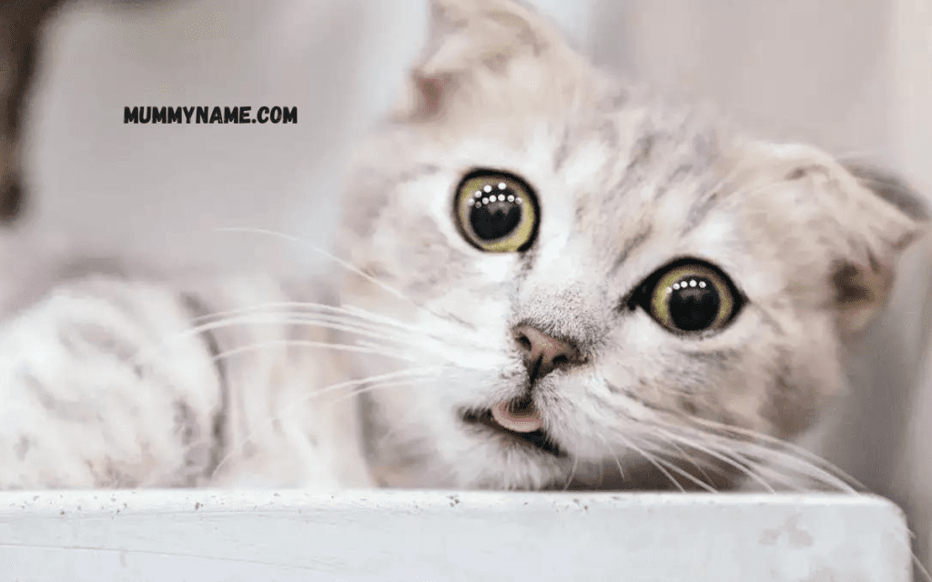 Gray and White Cat Name Ideas