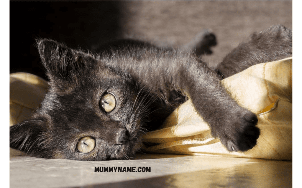 Ironic Names for Black Cats