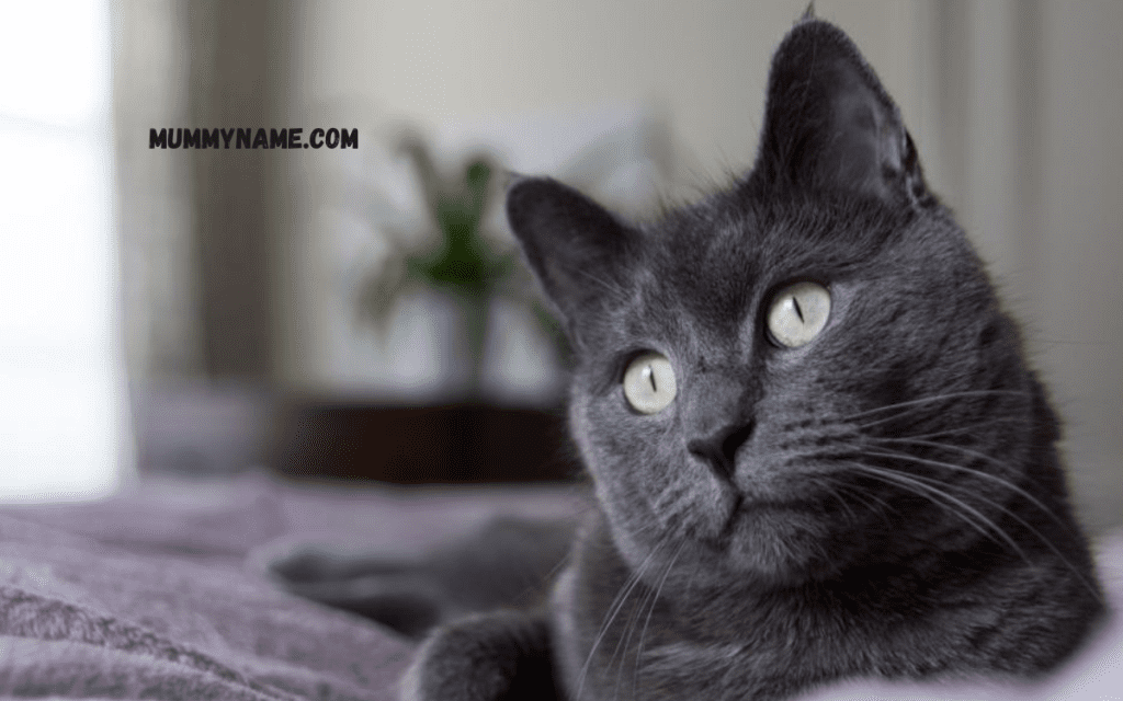 Male Gray Cat Names