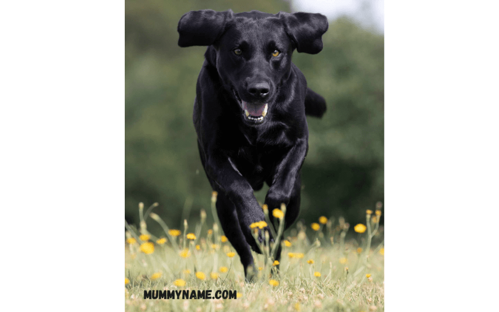 Popular Black Dog Names