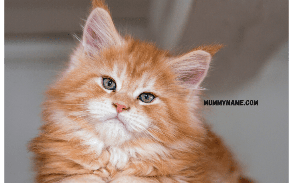 Popular Orange Cat Names