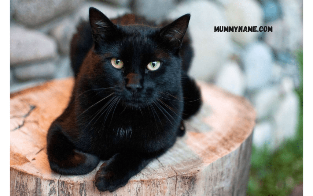 Spice Inspired Names for Black Cats