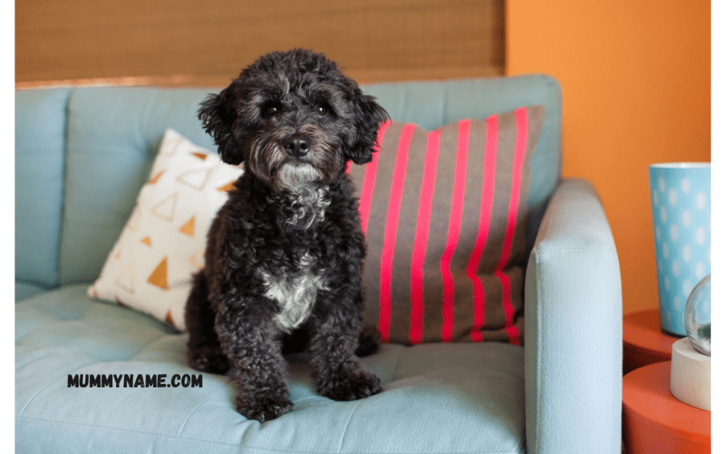 Trending Black Dog Names