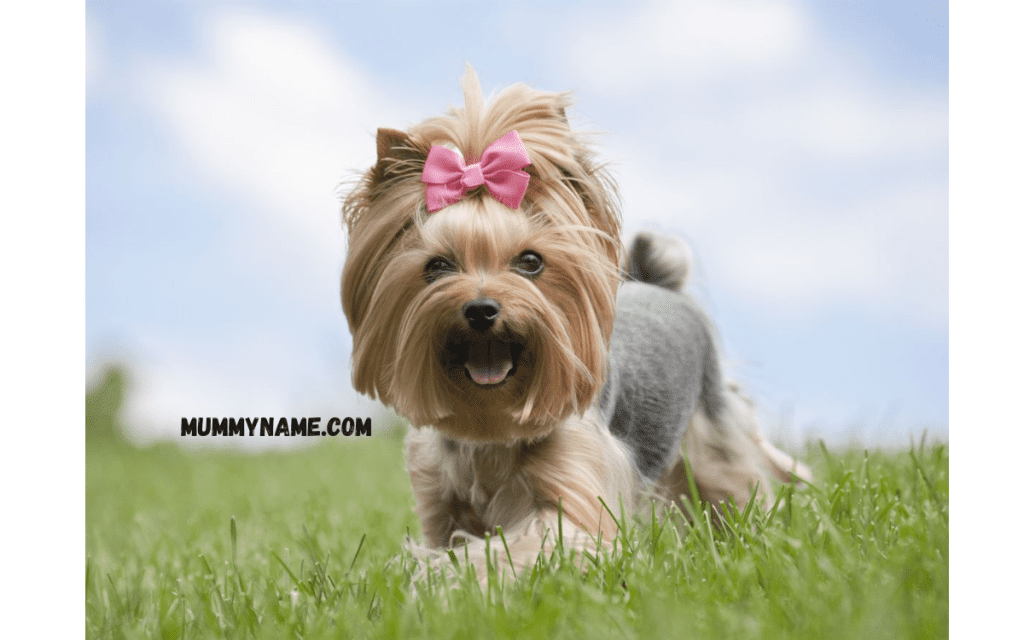 Trending Female Dog Names