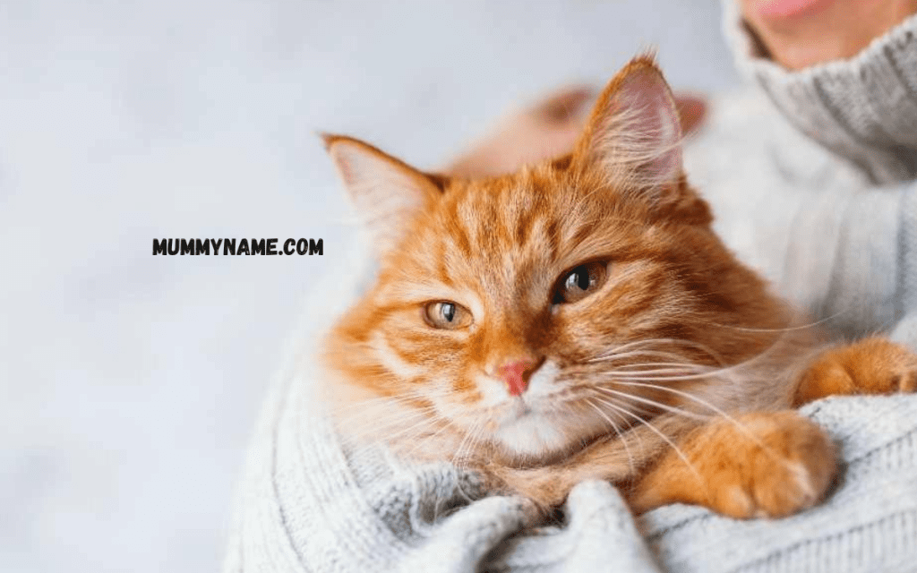 Trending Orange Cat Names