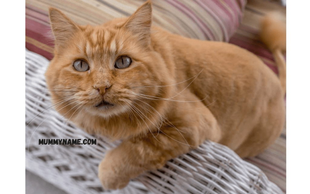 Unique Orange Cat Names