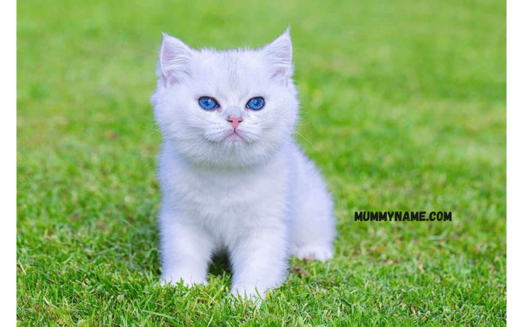 White Cute Cat Names