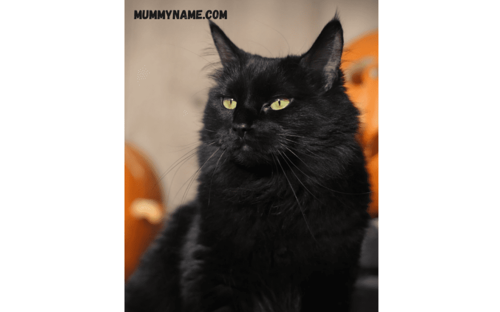 Witchy Names for Black Cats