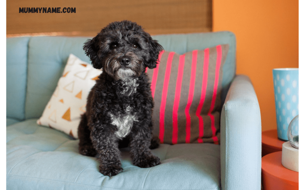 Badass Black Female Dog Names