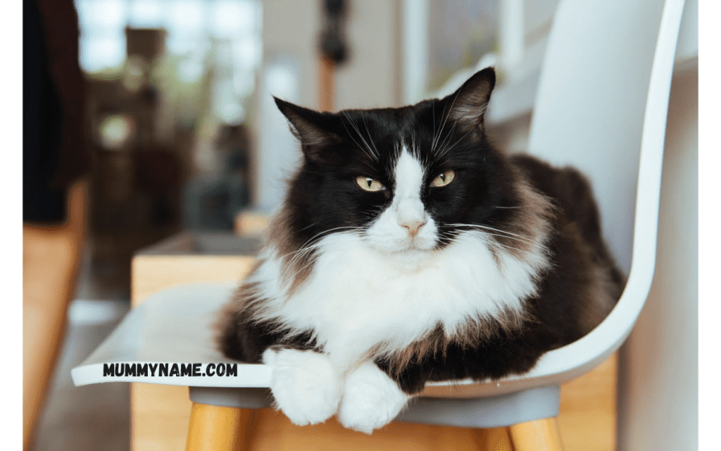 Badass Tuxedo Cat Names