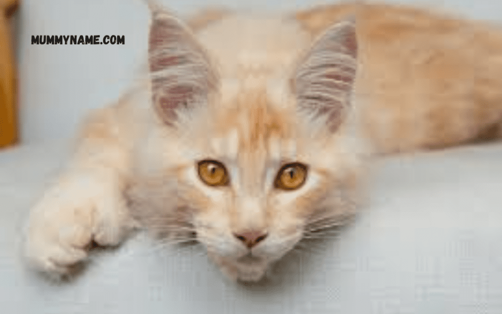 Best Cute Boy Cat Names