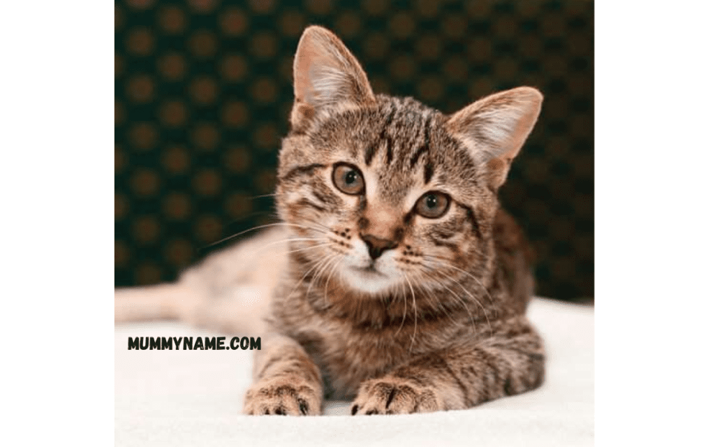 Classic Tabby Cat Names