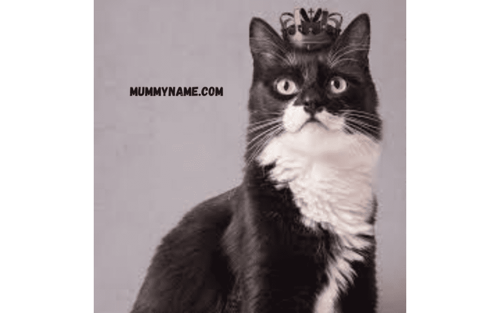 Classic Tuxedo Cat Names