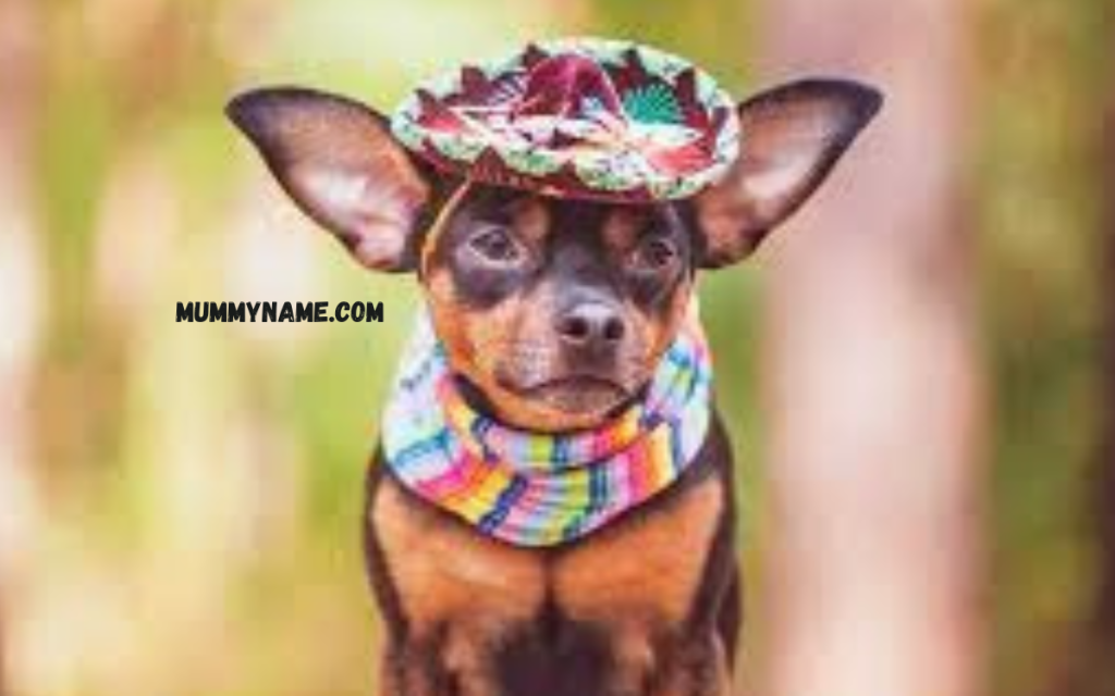 Cool Mexican Dog Names