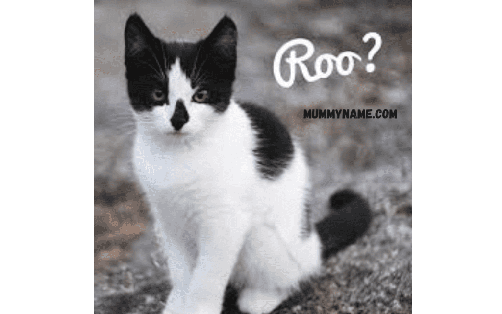 Cool Tuxedo Cat Names