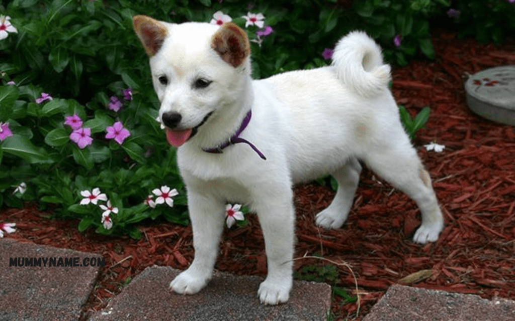 Cutest Japanese Dog Names