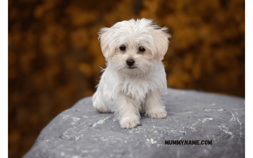 Cutest Small Dog Names