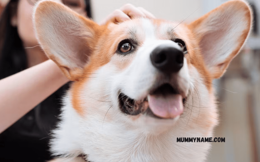 Funny Common Dog Names 1