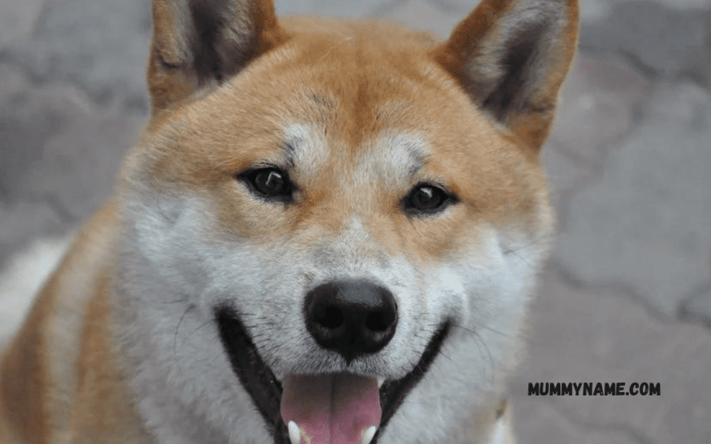 Funny Japanese Dog Names