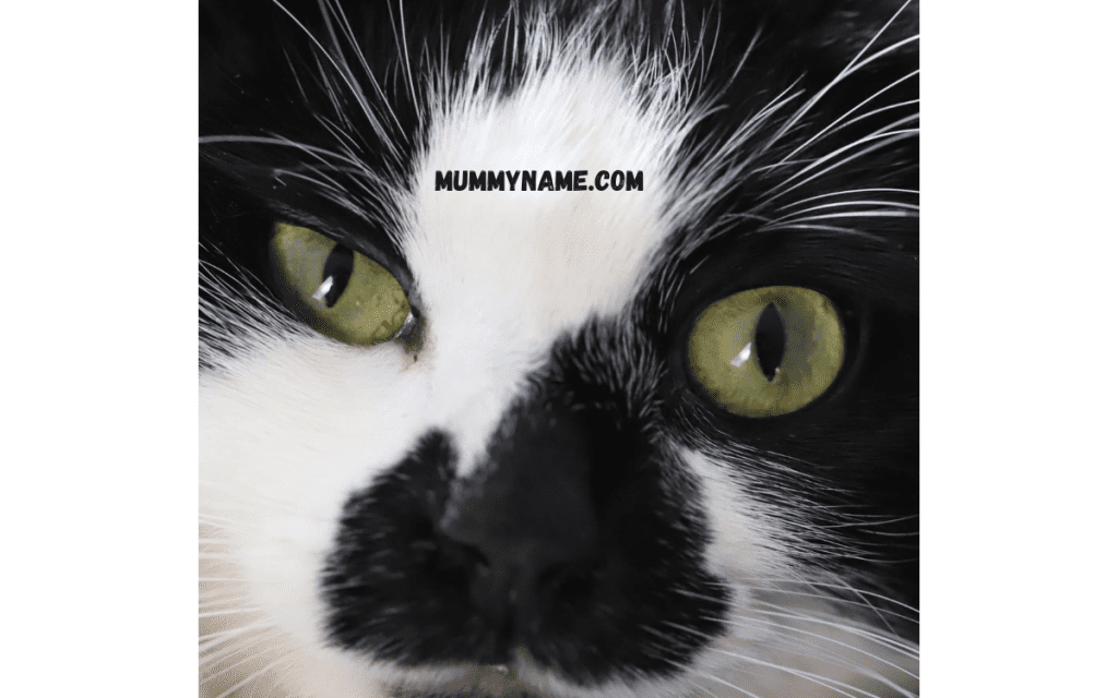 Funny Tuxedo Cat Names