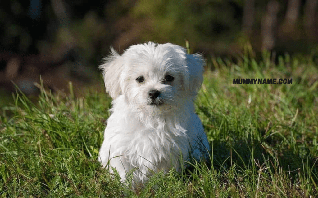 Names for Small White Dogs