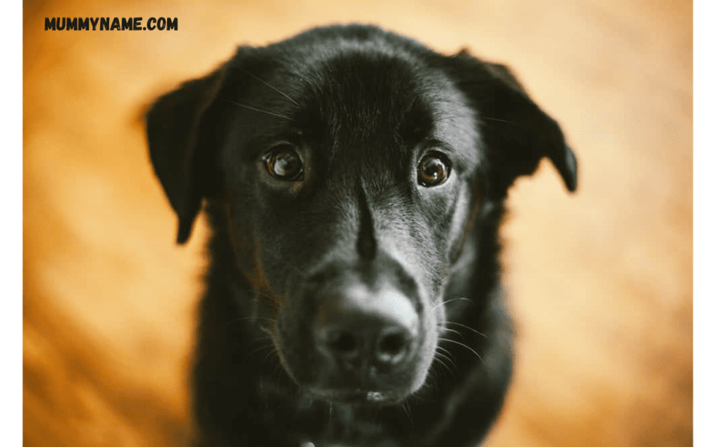 Popular Black Female Dog Names