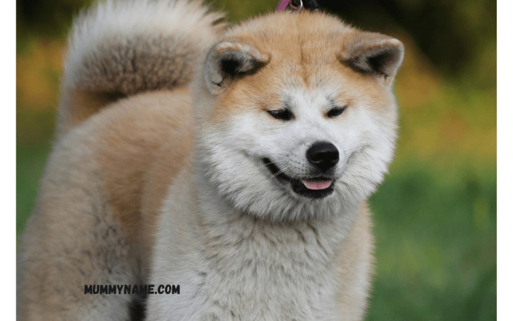 Popular Japanese Dog Names