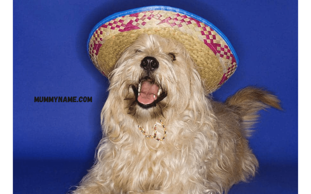 Popular Mexican Dog Names