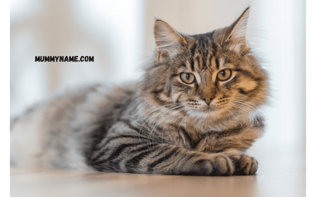 Popular Tabby Cat Names