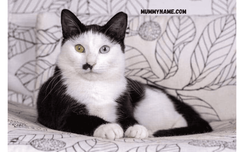 Popular Tuxedo Cat Names