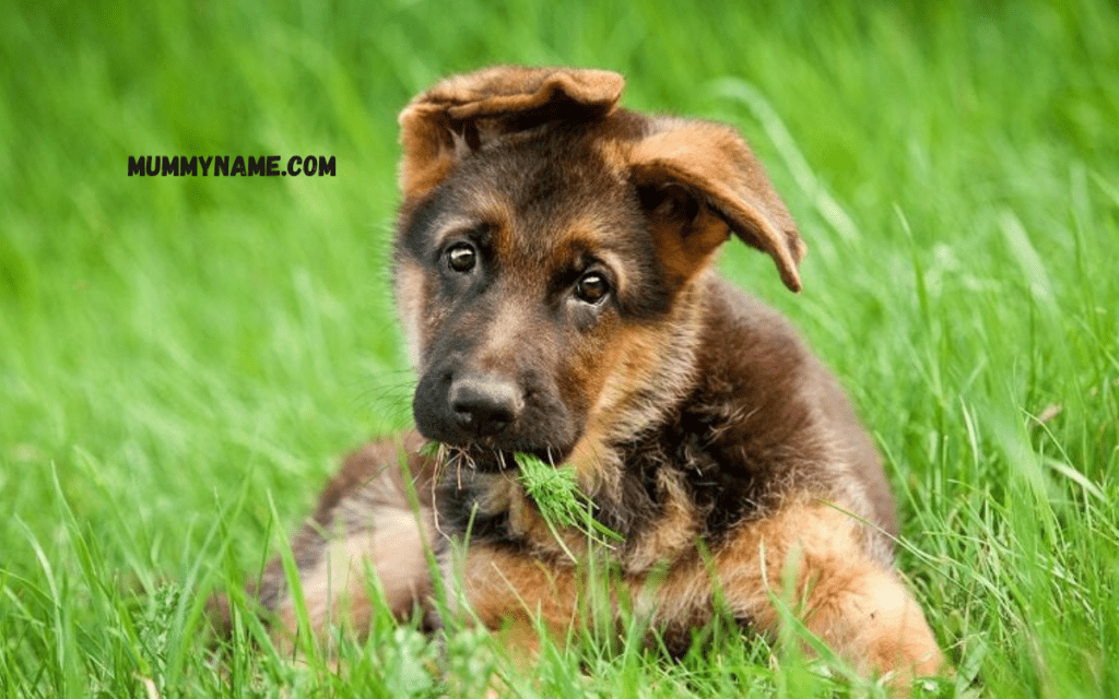 Small Dog Names for Female Dogs