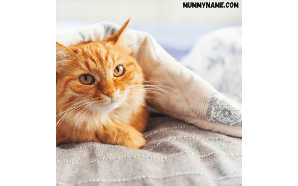 Trending Tabby Cat Names