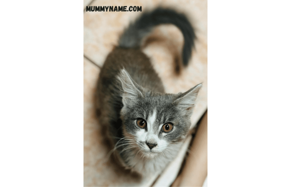 Boy Cartoon Cat Names