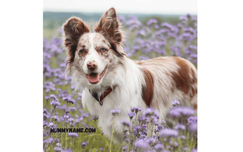 Classic Country Dog Names