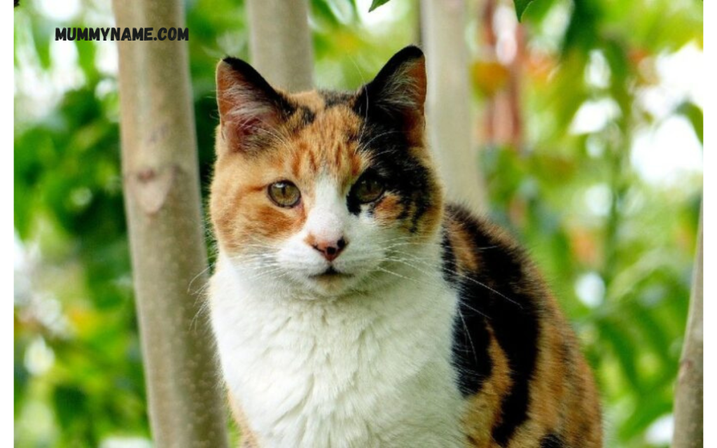 Color Specific Calico Cat Names