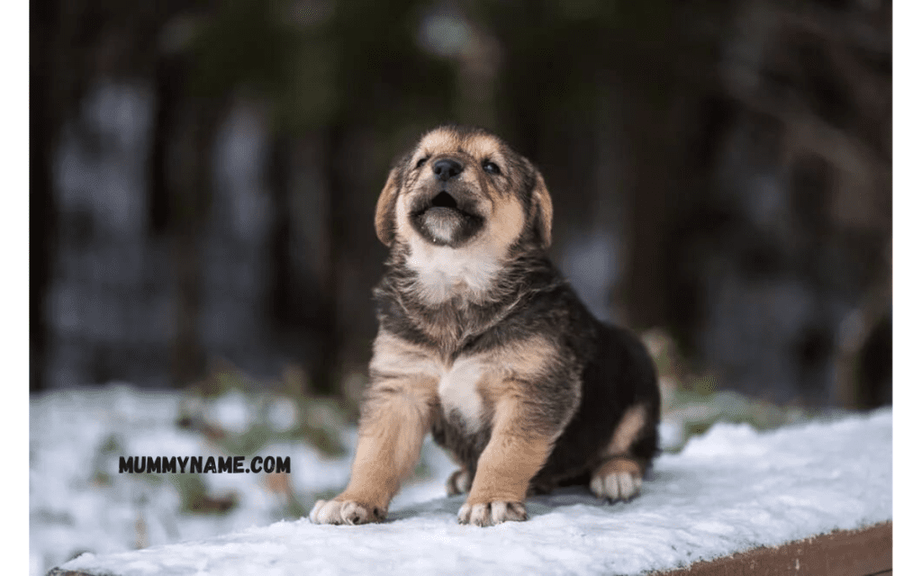 Cool Strong Female Dog Names