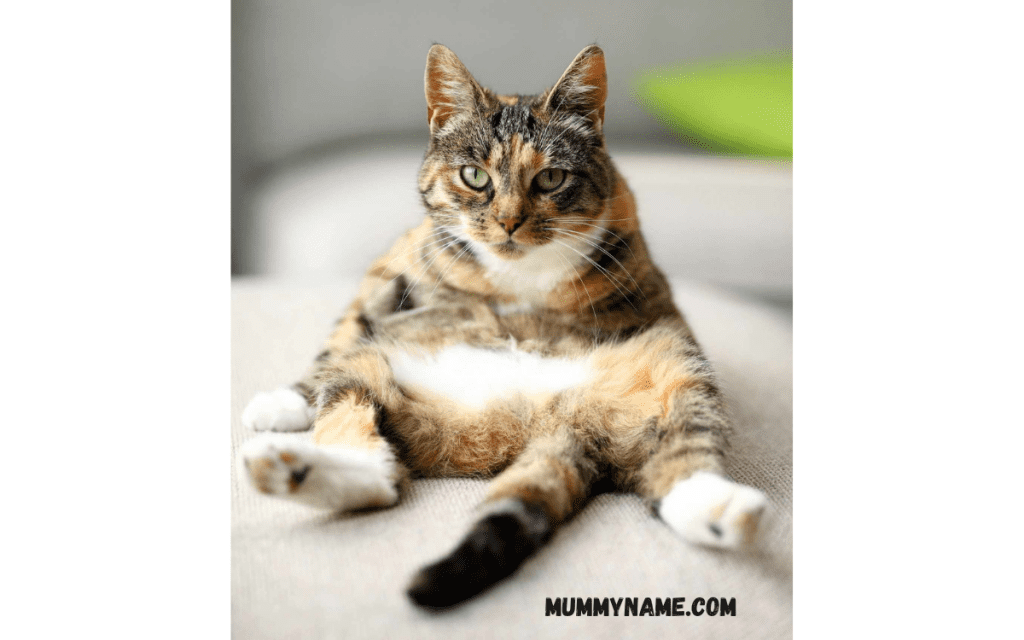 Cool Weird Cat Names 1